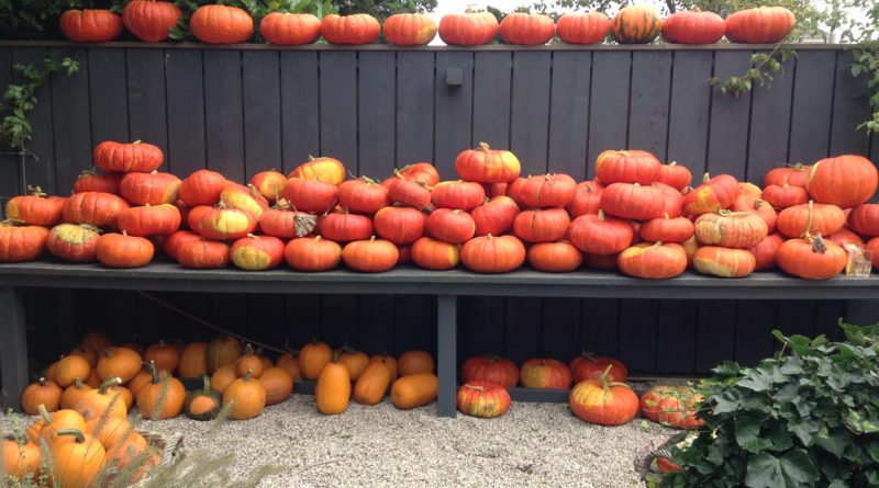 Monique’s pumpkin factory