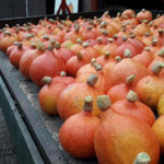 Gerbens pompoenen schuur