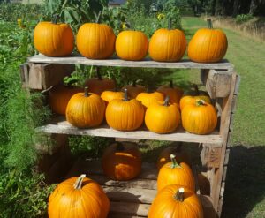 Hallo-weer Pompoenen