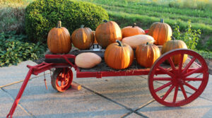Boerderij van Stee pompoenen en kalebassen