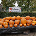 Bonten Pompoenen Limburg