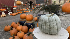 Pompoenen Boerderijwinkel Mertens in Zuid-Limburg