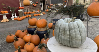 Pompoenen Boerderijwinkel Mertens in Zuid-Limburg