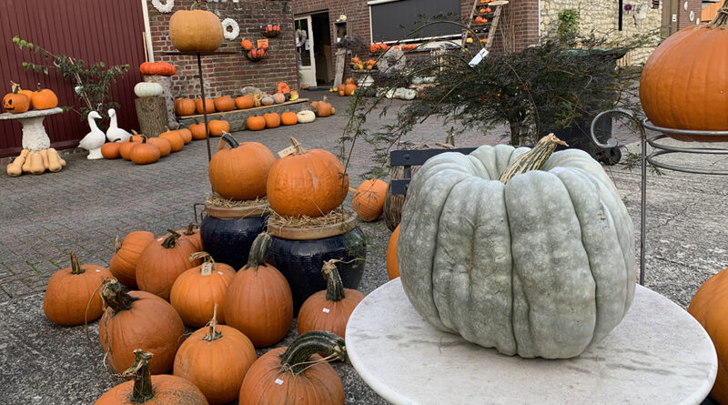 Pompoenen Boerderijwinkel Mertens in Zuid-Limburg