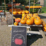 Pompoenen bij het fruitstalletje in Alphen aan de Rijn