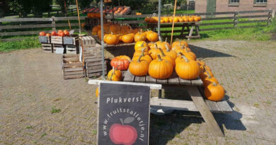 Pompoenen bij het fruitstalletje in Alphen aan de Rijn