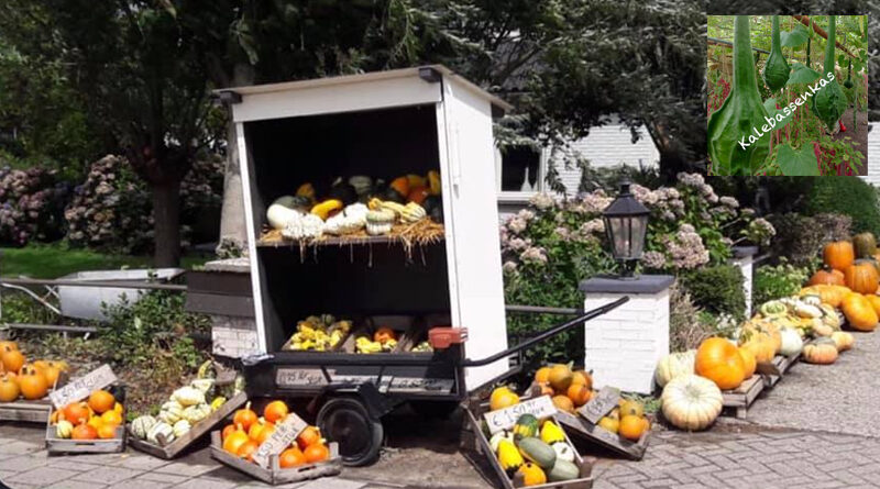 Kalebassenkas