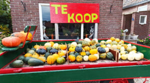 Pompoenen Hierden