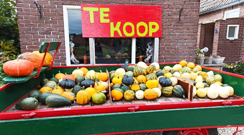 Pompoenen Hierden