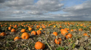 Het pompoenseizoen gaat weer van start.