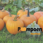 Pompoen Pret Harfsen