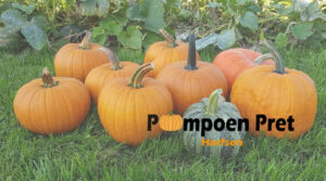 Pompoen Pret Harfsen