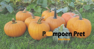 Pompoen Pret Harfsen